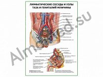 Лимфатические сосуды и узлы таза и гениталий мужчины плакат глянцевый/ламинированный А1/А2 (глянцевый	A2)