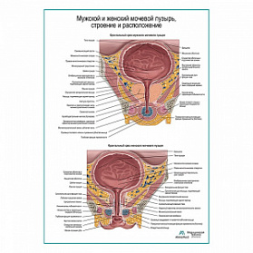Мочевой пузырь, строение и расположение плакат глянцевый А1+/А2+ (глянцевая фотобумага от 200 г/кв.м, размер A1+)