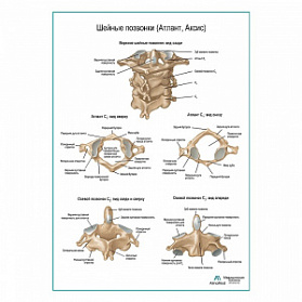 Шейные позвонки плакат глянцевый А1+/А2+ (глянцевая фотобумага от 200 г/кв.м, размер A1+)