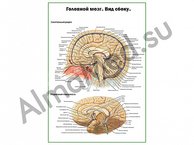 Головной мозг, вид сбоку, плакат ламинированный А1/А2 (ламинированный	A2)