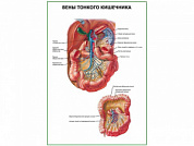 Вены тонкого кишечника плакат глянцевый  А1/А2 (глянцевый A1)