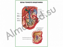 Вены тонкого кишечника плакат глянцевый/ламинированный А1/А2 (глянцевый	A2)