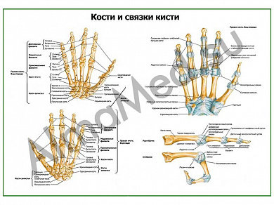 Связки кисти,  плакат ламинированный А1/А2 (ламинированный	A2)