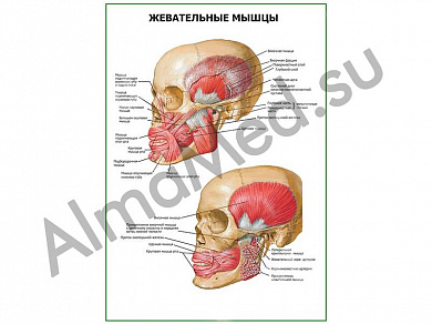 Жевательные мышцы плакат ламинированный А1/А2 (ламинированный	A2)