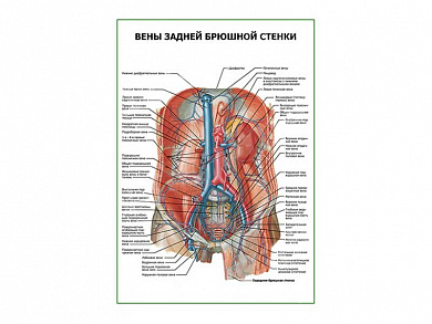 Вены задней брюшной стенки плакат глянцевый А1/А2 (глянцевый A1)