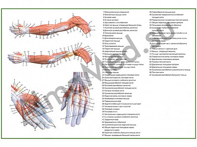Мышцы руки, плакат ламинированный А1/А2 (ламинированный	A2)