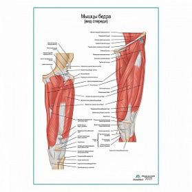 Мышцы бедра вид спереди плакат глянцевый А1+/А2+ (глянцевый холст от 200 г/кв.м, размер A1+)