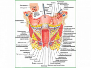 Внутренние женские половые органы, плакат глянцевый А1/А2 (глянцевый A2)
