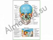 Череп и правая глазница плакат глянцевый/ламинированный А1/А2 (глянцевый	A2)