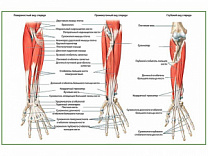 Мышцы предплечья, плакат глянцевый А1/А2 (глянцевый A1)