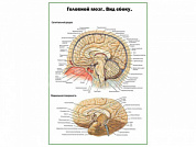 Головной мозг, вид сбоку, плакат глянцевый А1/А2 (глянцевый A1)