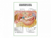 Сальниковая сумка. Поперечное сечение плакат глянцевый  А1/А2 (глянцевый A1)