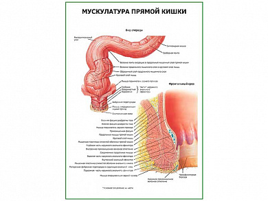 Мускулатура прямой кишки плакат глянцевый  А1/А2 (глянцевый A1)