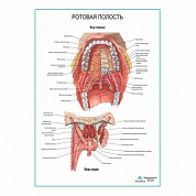 Ротовая полость плакат глянцевый А1+/А2+ (глянцевая фотобумага от 200 г/кв.м, размер A1+)