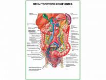 Вены толстого кишечника плакат глянцевый  А1/А2 (глянцевый A2)