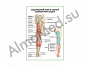 Седалищный нерв и задний кожный нерв бедра плакат глянцевый/ламинированный А1/А2 (глянцевый	A2)