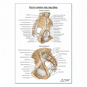 Кости и связки таза продолжение плакат глянцевый А1+/А2+ (глянцевая фотобумага от 200 г/кв.м, размер A1+)