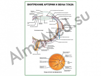 Внутренние артерии и вены глаза плакат ламинированный А1/А2 (ламинированный	A2)