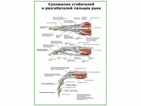 Сухожилия сгибателей и разгибателей пальцев руки плакат глянцевый А1/А2 (глянцевый A2) Сухожилия сгибателей и разгибателей пальцев руки плакат глянцевый А1/А2 (глянцевый A2)
