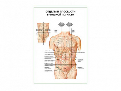 Отделы и плоскости брюшной полости плакат глянцевый А1/А2 (глянцевый A1)