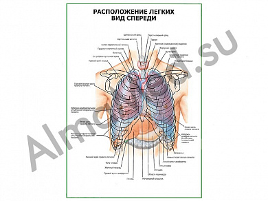 Расположение легких. Вид спереди плакат глянцевый/ламинированный А1/А2 (глянцевый	A2)