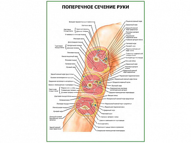 Поперечное сечение руки плакат глянцевый А1/А2 (глянцевый A2)