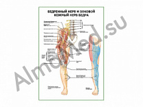 Бедренный нерв и боковой кожный нерв бедра плакат глянцевый/ламинированный А1/А2 (глянцевый	A2)