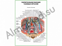 Париетальная фасция тазовых органов плакат глянцевый/ламинированный А1/А2 (глянцевый	A2)
