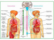 Вегетативная Нервная Система, плакат глянцевый А1/А2 (глянцевый A2)