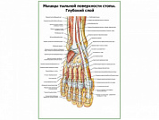 Мышцы тыльной поверхности стопы, глубокий слой плакат глянцевый А1/А2 (глянцевый A1)
