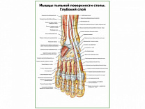 Мышцы тыльной поверхности стопы, глубокий слой плакат глянцевый А1/А2 (глянцевый A1)