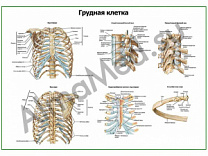 Скелет грудной клетки плакат глянцевый/ламинированный А1/А2 (глянцевый	A2)