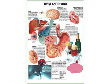 Вред алкоголя плакат глянцевый А1/А2 (глянцевый A2)