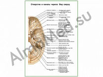 Отверстия и каналы черепа, вид сверху плакат ламинированный А1/А2 (ламинированный	A2)