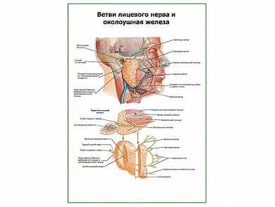 Ветви лицевого нерва и околоушная железа плакат глянцевый А1/А2 (глянцевый A1)