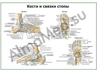 Кости и связки стопы, плакат глянцевый/ламинированный А1/А2 (глянцевый	A2)