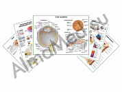 Комплект плакатов для кабинета офтальмолога ламинированный А1/А2 (ламинированный	A2)