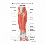 Мышцы предплечья, поверхностный слой. Вид сзади плакат глянцевый А1+/А2+ (глянцевый холст от 200 г/кв.м, размер A1+)