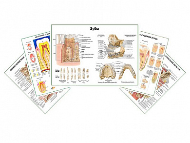 Комплект плакатов для кабинета стоматолога глянцевый А1/А2 (глянцевый A2)