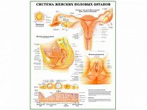 Система женских половых органов, плакат глянцевый А1/А2 (глянцевый A1)