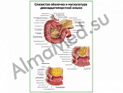 Слизистая и мышцы 12-типерстной кишки плакат глянцевый/ламинированный А1/А2 (глянцевый	A2)