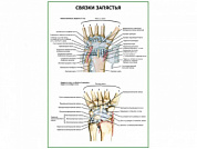 Связки запястья плакат глянцевый А1/А2 (глянцевый A1)