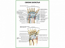 Связки запястья плакат глянцевый А1/А2 (глянцевый A1) Связки запястья плакат глянцевый А1/А2 (глянцевый A1)