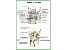 Связки запястья плакат глянцевый А1/А2 (глянцевый A1)