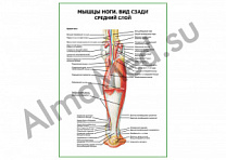 Мышцы ноги. Вид сзади средний слой плакат глянцевый/ламинированный А1/А2 (глянцевый	A2)