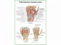 Собственные мышцы руки плакат глянцевый А1/А2 (глянцевый A1)