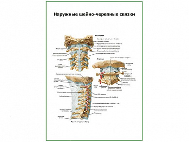 Наружные черепно-мозговые связки плакат глянцевый А1/А2 (глянцевый A2)