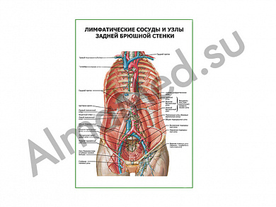Лимфатические сосуды и узлы задней брюшной стенки плакат ламинированный А1/А2 (ламинированный	A2)