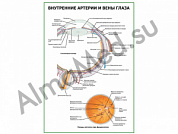 Внутренние артерии и вены глаза плакат ламинированный А1/А2 (ламинированный	A2)