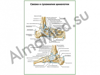 Связки и сухожилия щиколотки плакат ламинированный А1/А2 (ламинированный	A2)